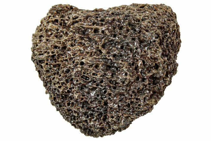 Fossil Tyrannosaur (T rex) Bone Section - Wyoming #313972